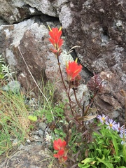 Castilleja miniata dixonii