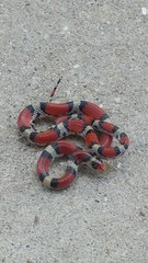 Cemophora coccinea copei