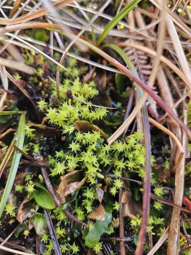 Image of Diobelonella palustris by (c) Helen Waterman, some rights reserved (CC BY)