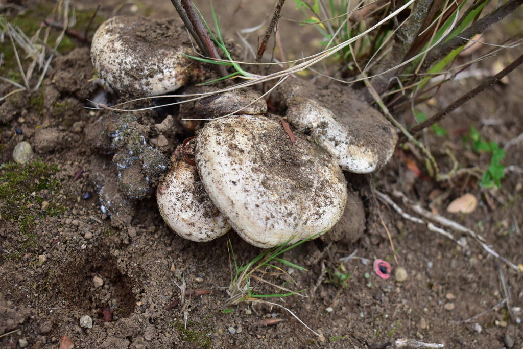 Lactarius controversus · April 2025 · photo: © amoxiconclav (iNaturalist, cc-by)