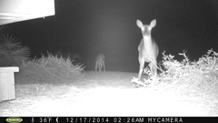 Odocoileus virginianus hiltonensis