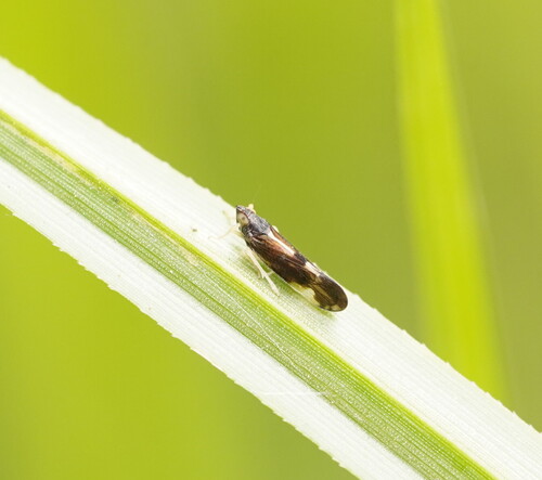 Sardia rostrata, 2025-04-06