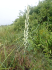 Thinopyrum pycnanthum