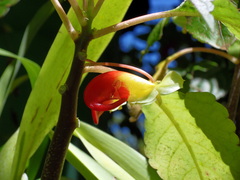 Impatiens niamniamensis