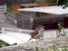 Passer domesticus