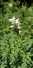 Corydalis caseana brachycarpa