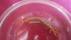 Theatops spinicaudus