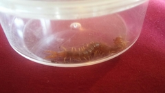 Theatops spinicaudus