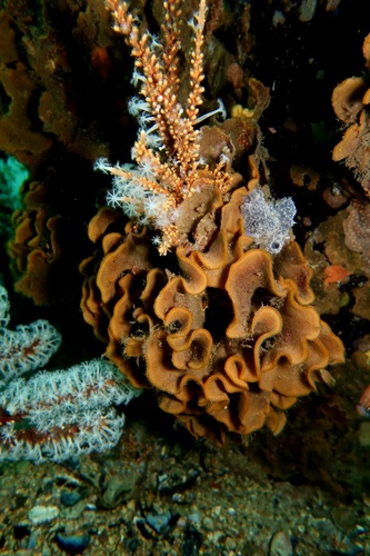 Steginoporella observed 2025-04-06