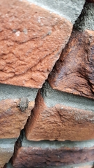 Rhaphigaster nebulosa