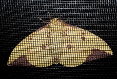 Eacles imperialis nobilis