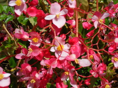 Begonia minor