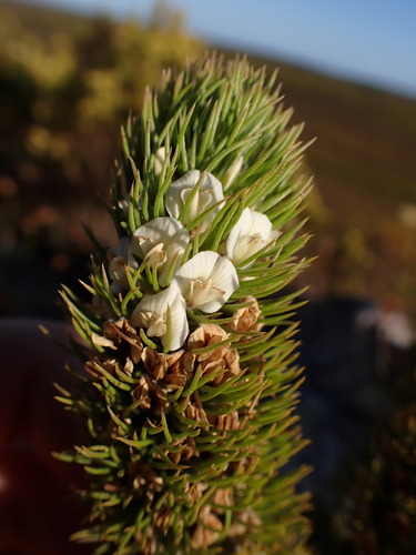 Image of Aspalathus incurvifolia by (c) Ren Hoekstra, some rights reserved (CC BY)