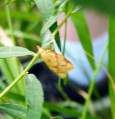 Cenopis reticulatana