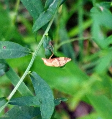 Cenopis reticulatana