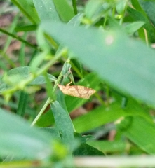 Cenopis reticulatana