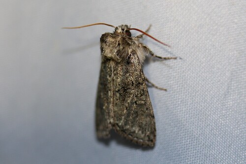 Polyploca ridens