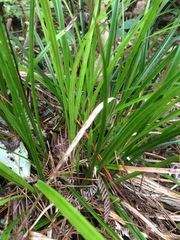 Carex uncinata