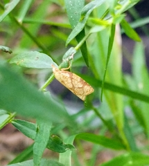 Cenopis reticulatana