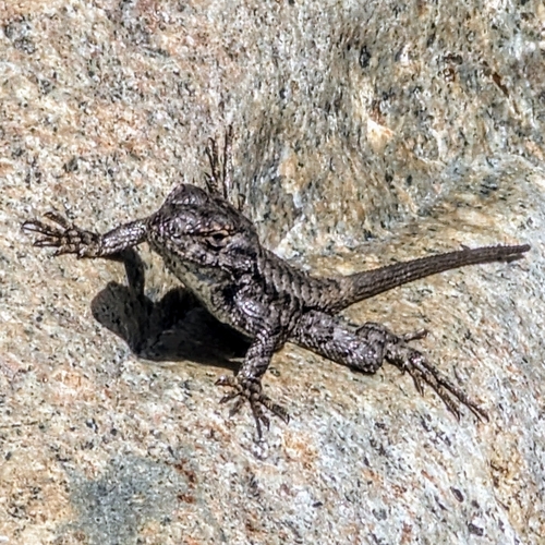 iNaturalist observation photo of Western Fence Lizard