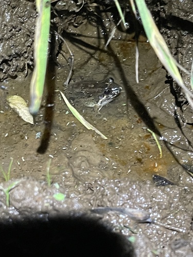 Rio Bahu White-lipped Frog