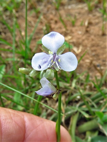 Image of Murdannia simplex by (c) Annika Lindqvist, some rights reserved (CC BY)