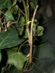 Verophasmatodea