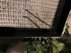 Verophasmatodea