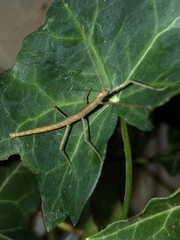 Verophasmatodea
