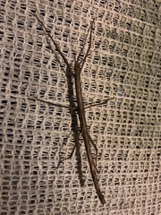 Verophasmatodea