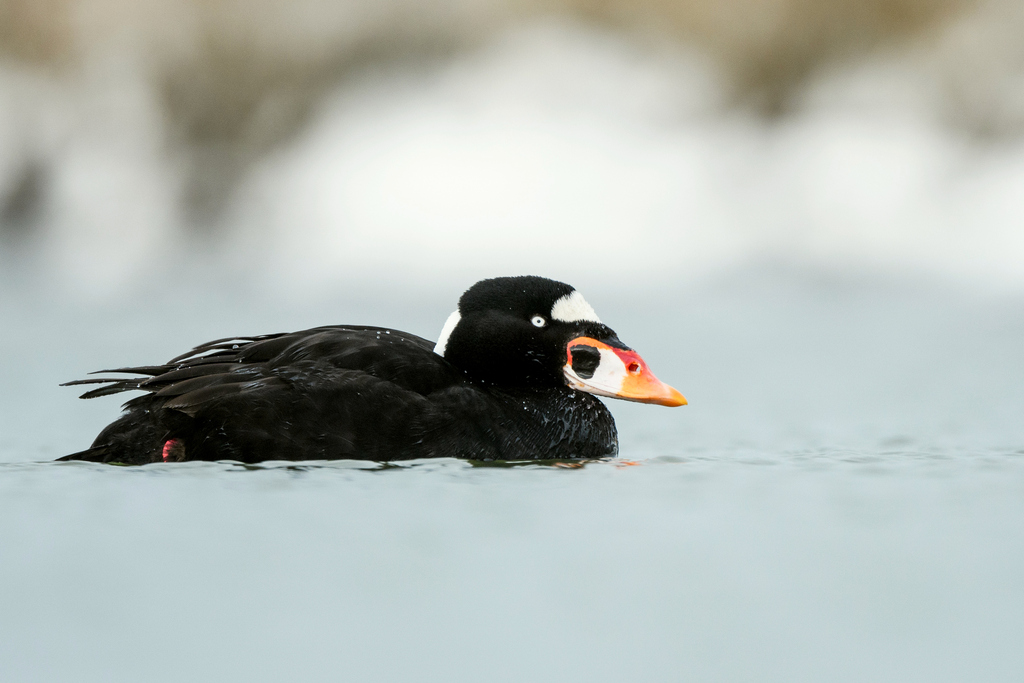 Surf Scoter (Melanitta perspicillata)