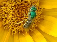 Agapostemon