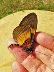 Acraea aganice montana