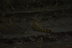 Caiman crocodilus