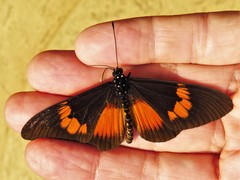 Acraea aganice montana