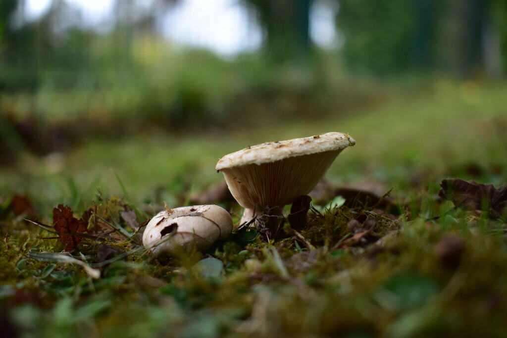 Lactarius pubescens