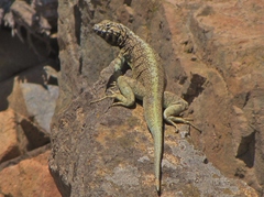 Microlophus atacamensis