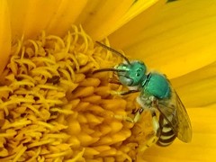 Agapostemon