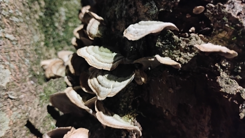 Stereum subtomentosum · April 2025 · photo: © carlobrescia (iNaturalist, cc-by-sa)