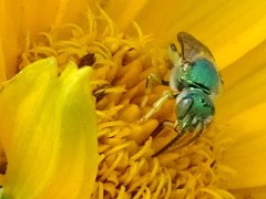 Agapostemon