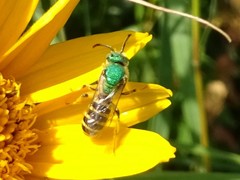 Agapostemon