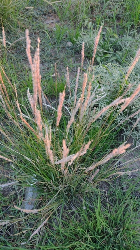 Image of Arizona Cottontop (Digitaria californica) by no rights reserved