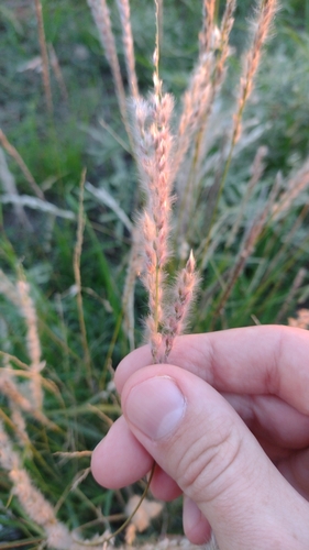 Image of Arizona Cottontop (Digitaria californica) by no rights reserved