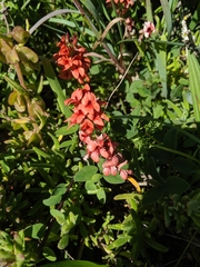 Indigofera discolor