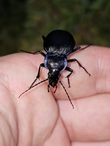 Carabus dufourii