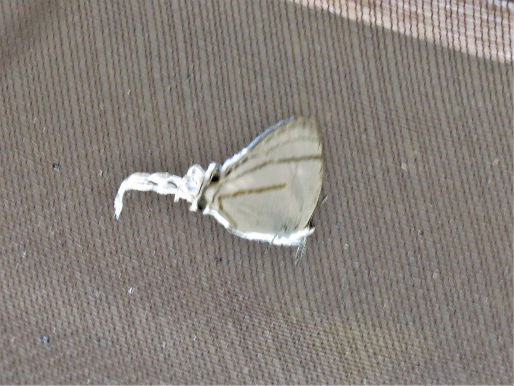 common fairy hairstreak