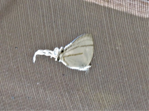 common fairy hairstreak