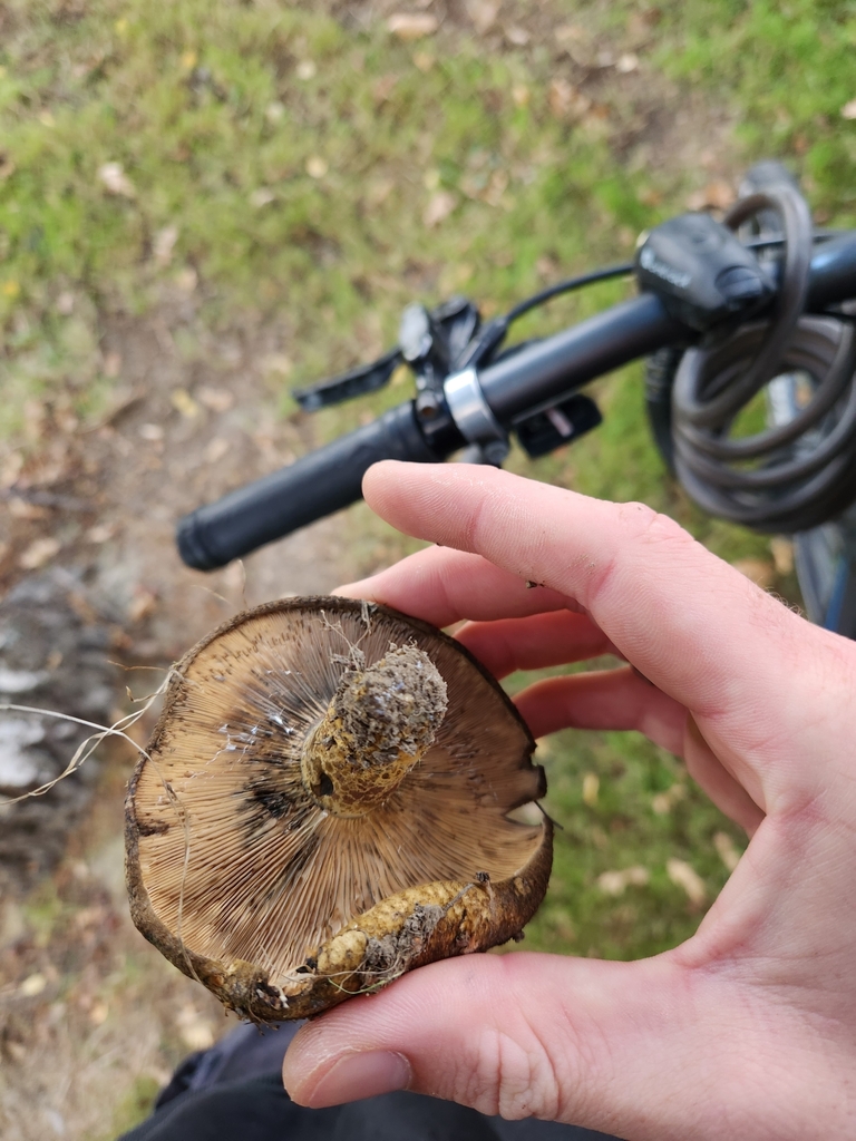 Lactarius turpis · April 2025 · photo: © squidney8 (iNaturalist, cc0)