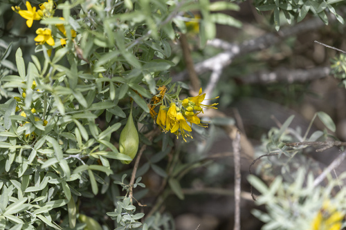 iNaturalist observation photo of Bladderpod