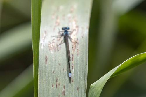 iNaturalist observation photo of Pacific Forktail